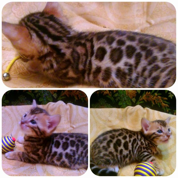 Бенгальская кошка окрас п22