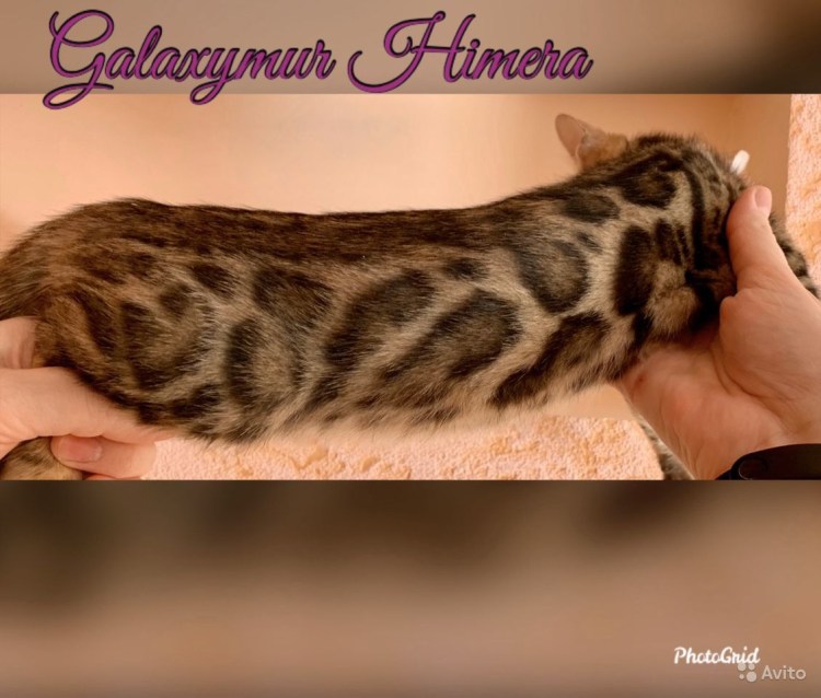 Окрасы мышей таблица