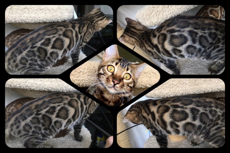 Бенгал окрас n24 чёрный