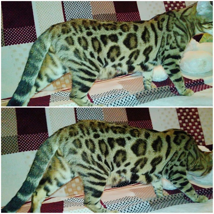 Котенок мраморного окраса бенгал