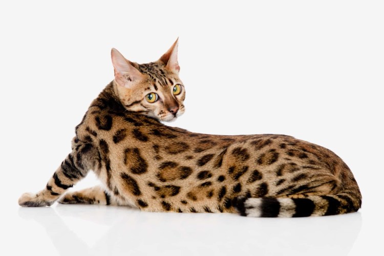 Бенгальская окрас n22 котёнок