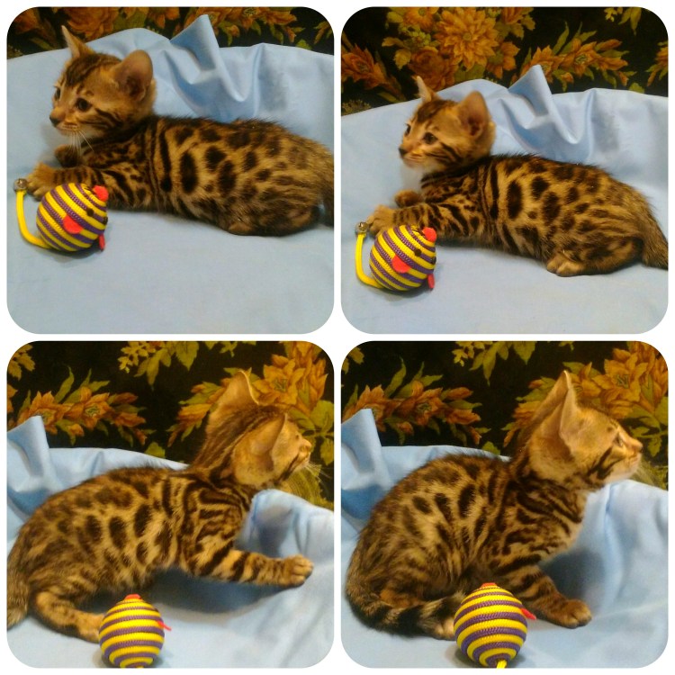 Расцветки кошек названия