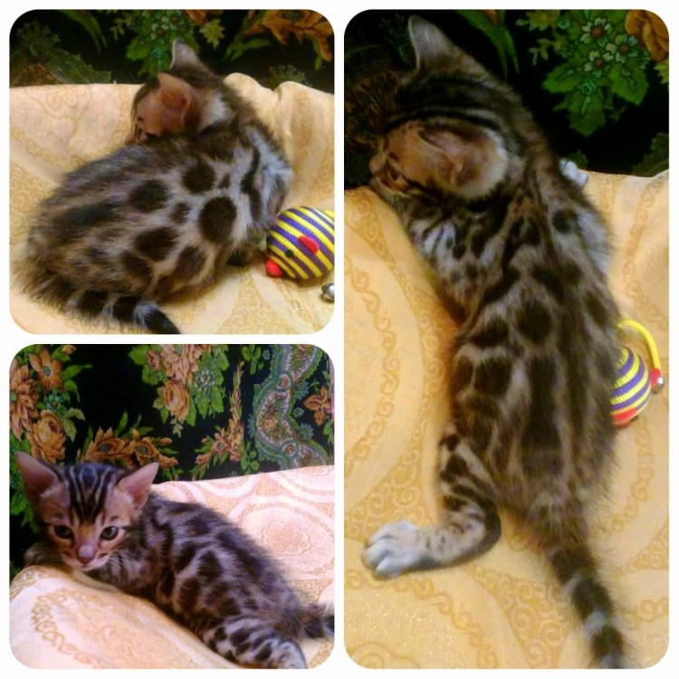 Родословная бенгальского котенка