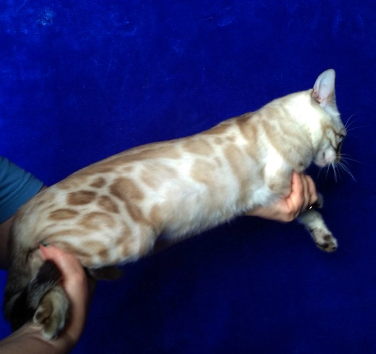 Полу Бенгальская кошка