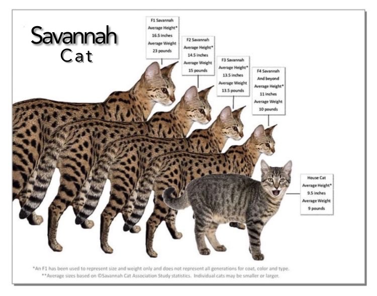 Окрасы бенгалов