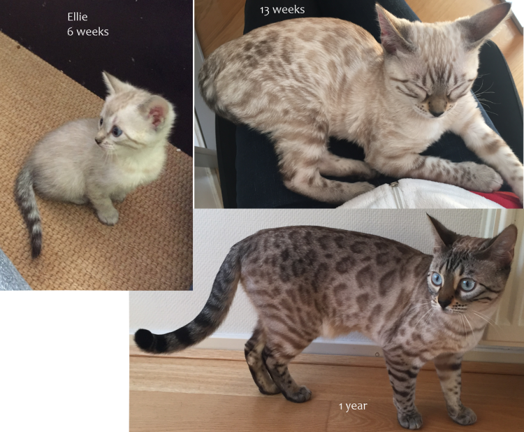 Бенгал розетка на животе