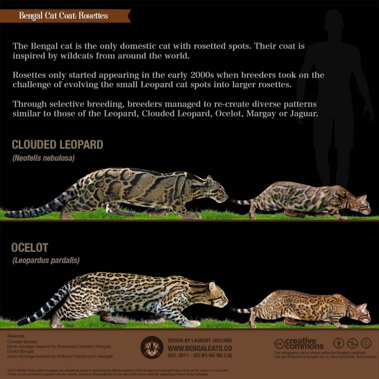 Бенгальская кошка