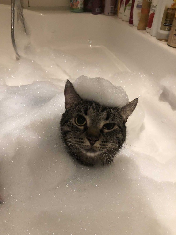 Котик в ванной