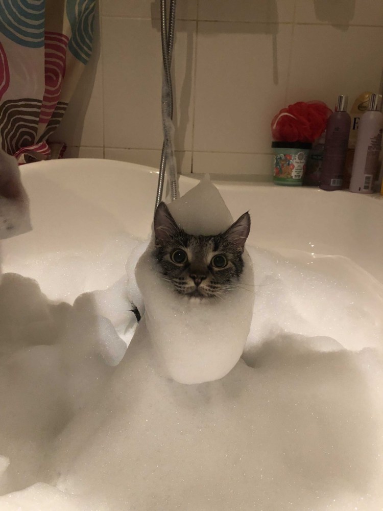 Кот в шапке