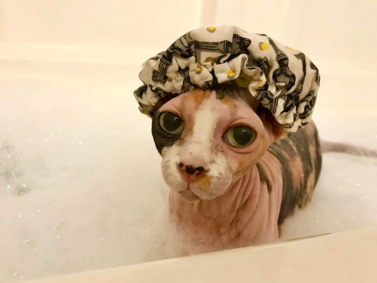 Душевая шапочка для кота