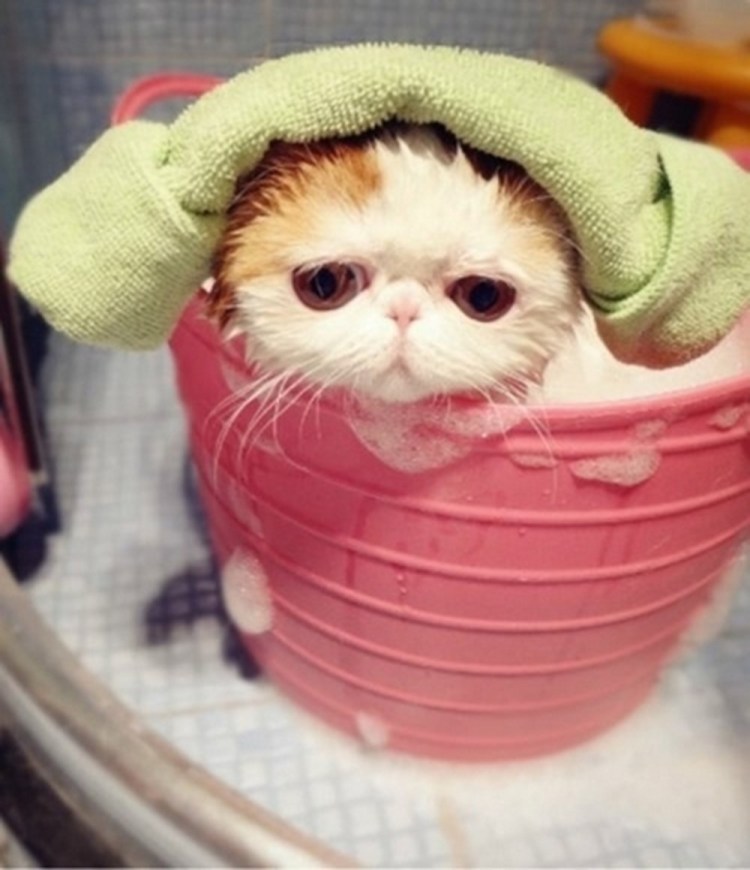 Рыжий кот в ванне