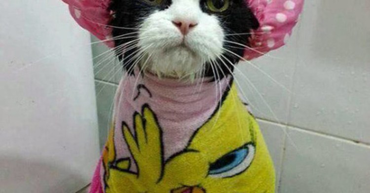 Котик в ванной