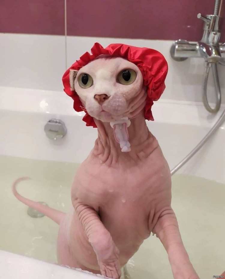 Кошка моется