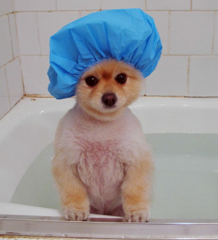 Смешной помытый кот