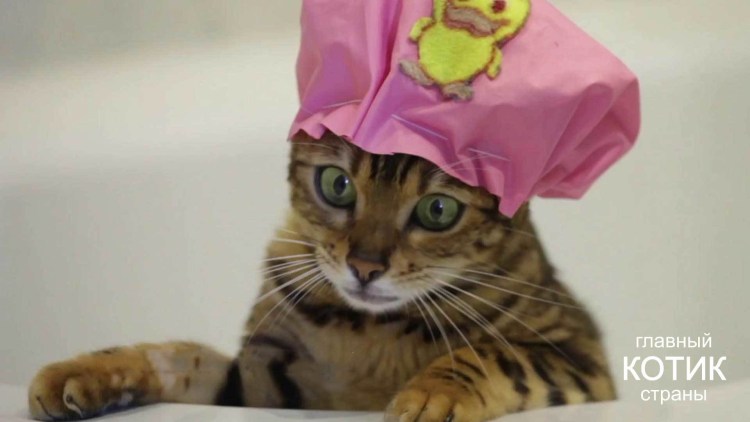 Кот в ванной