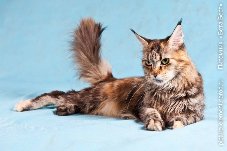 Голубой Мейн кун