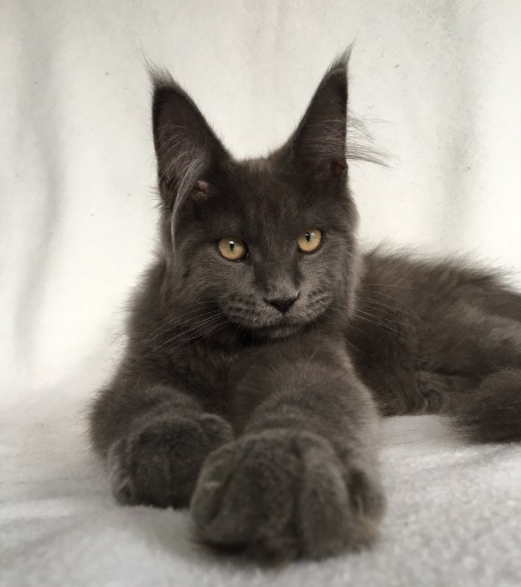 Мейн кун голубой Солид