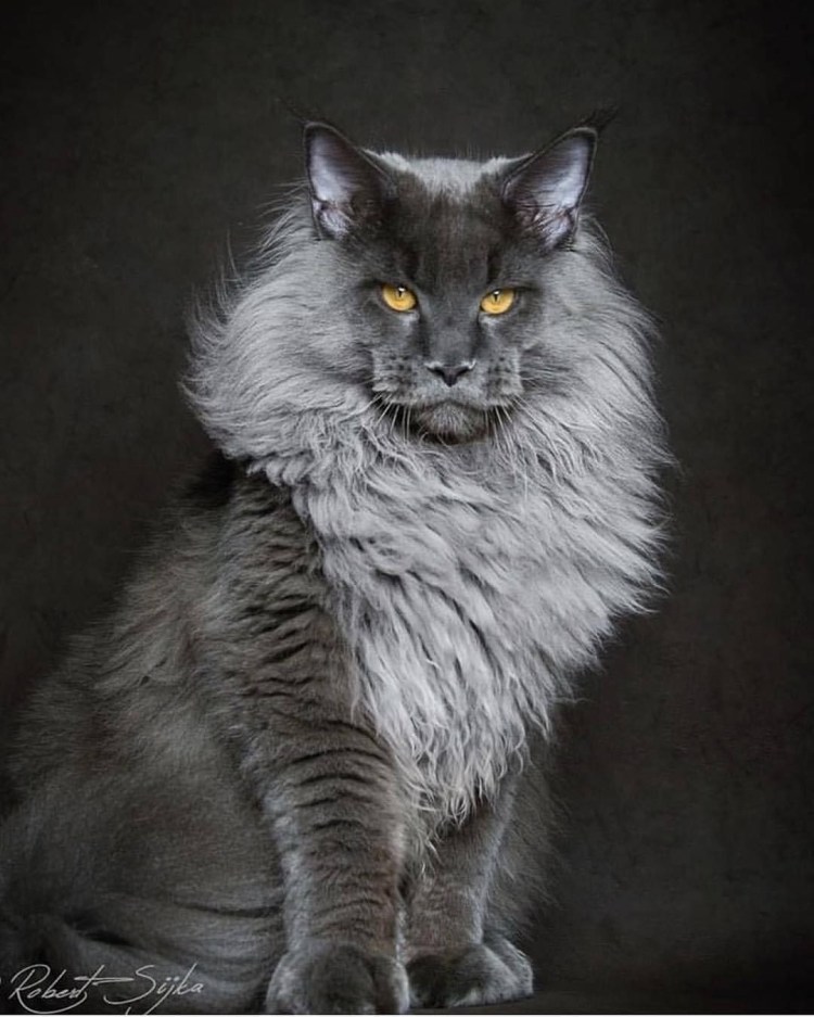 Кот Мейн кун серый