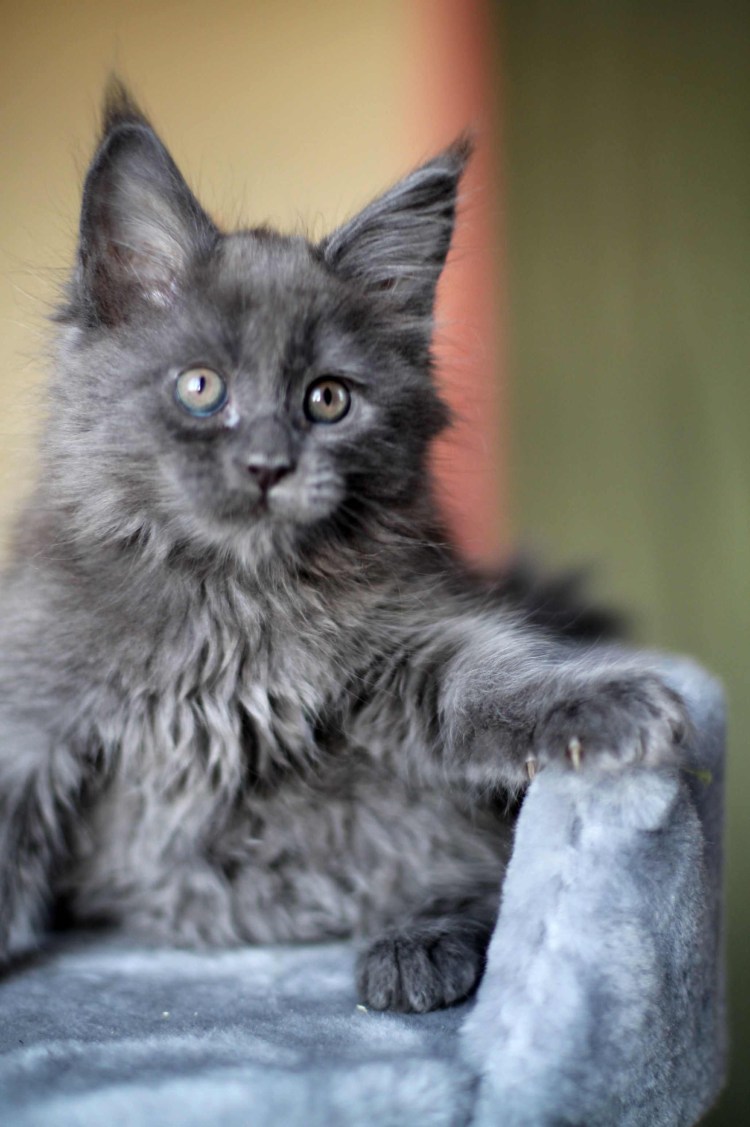 Мейн кун кошка серая