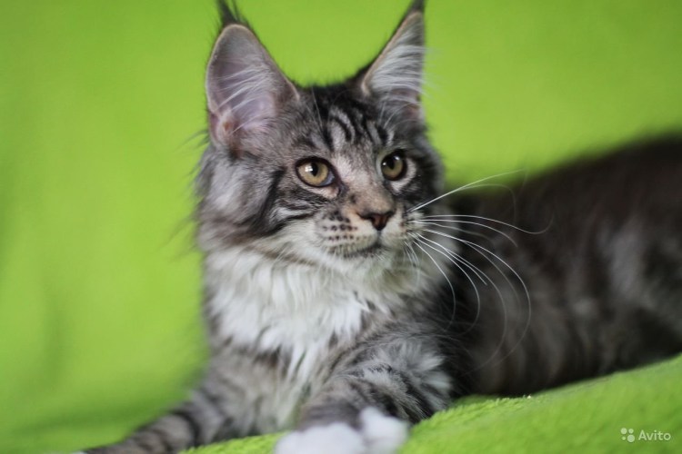 Мейн кун Солид