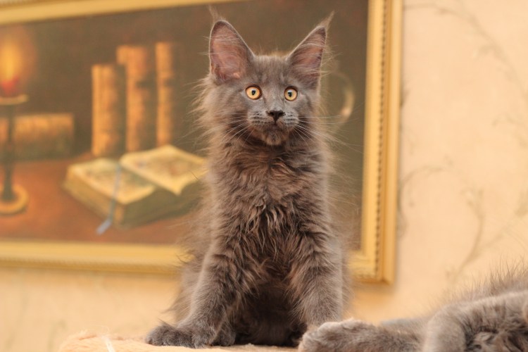 Кот Мейн кун черный дым