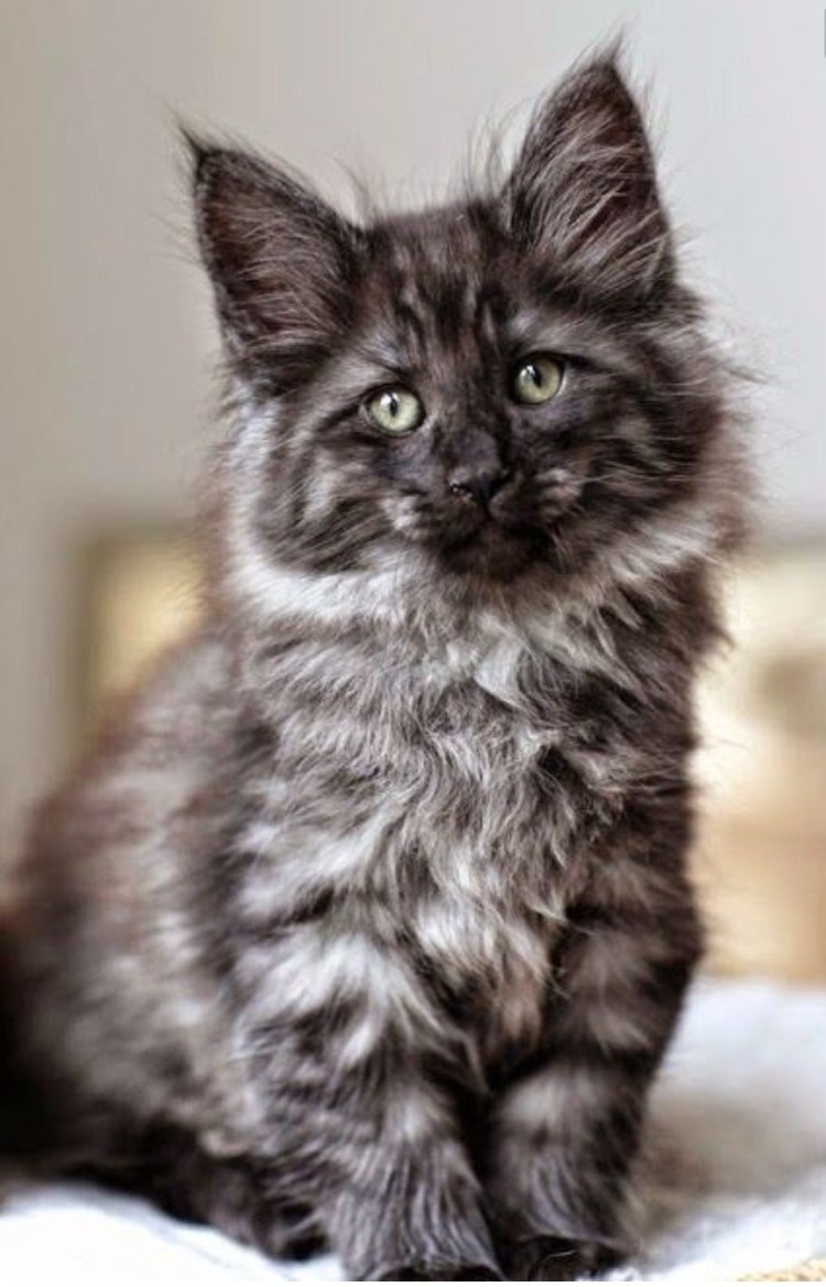 Кот Мейн кун дымчатый