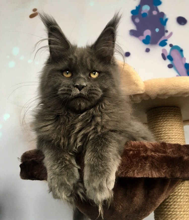 Серый Мейн кун взорвал соцсети