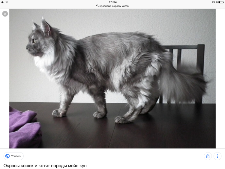 Кошка Мейн кун