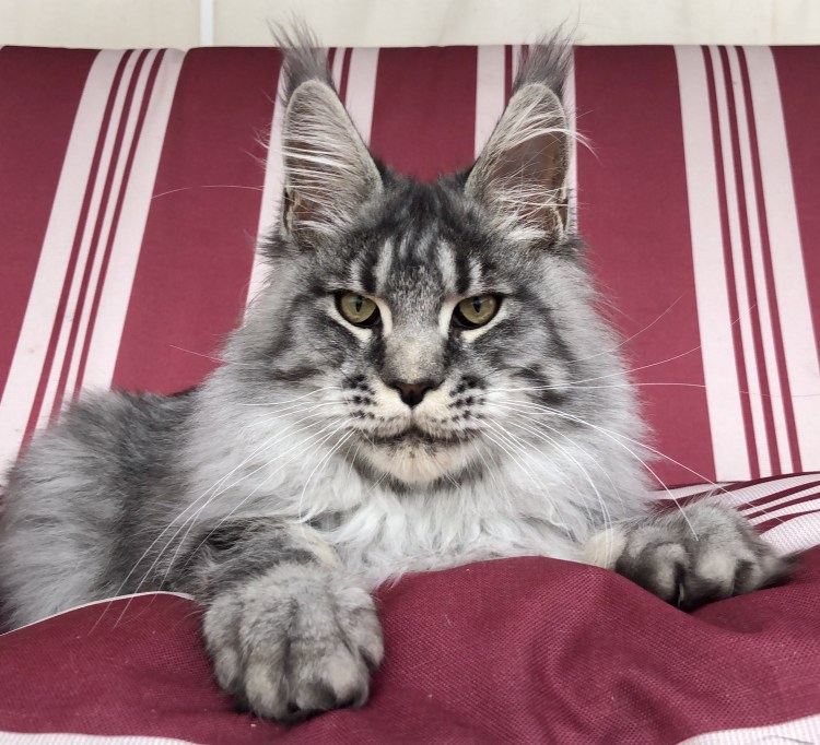 Котенок Мейн кун Валькирия