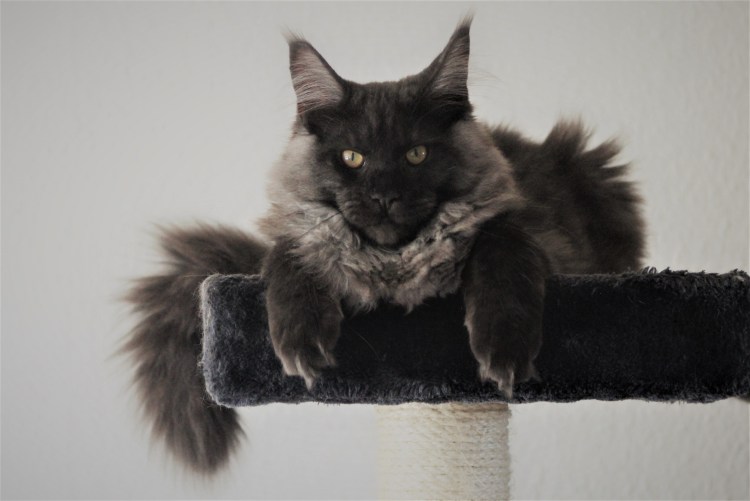 Голубой солидно мейнкун