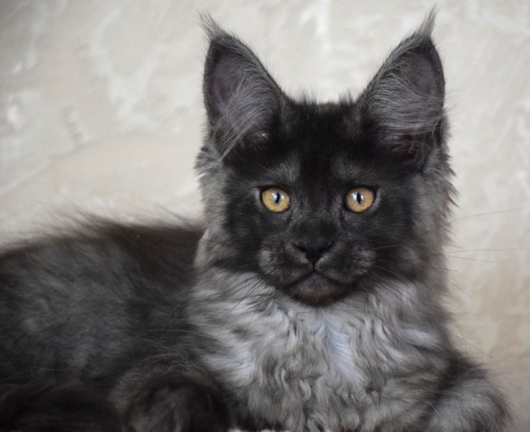 Мейн кун серый