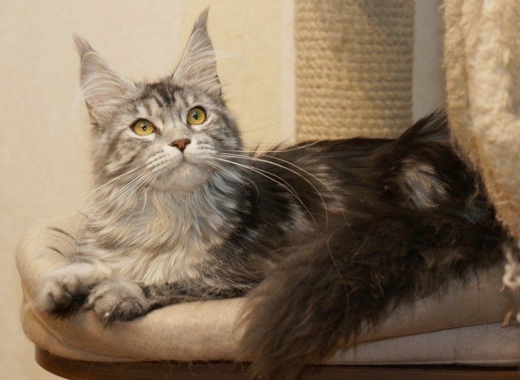 Мейн кун черный Солид