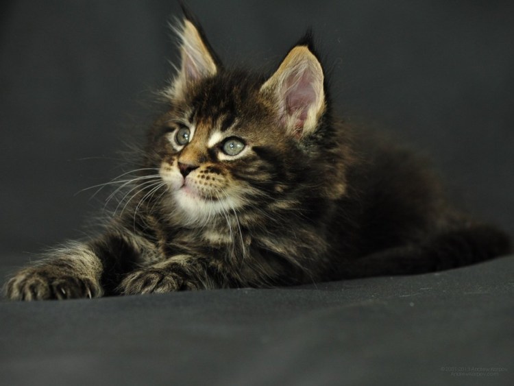 Мейн кун черный табби