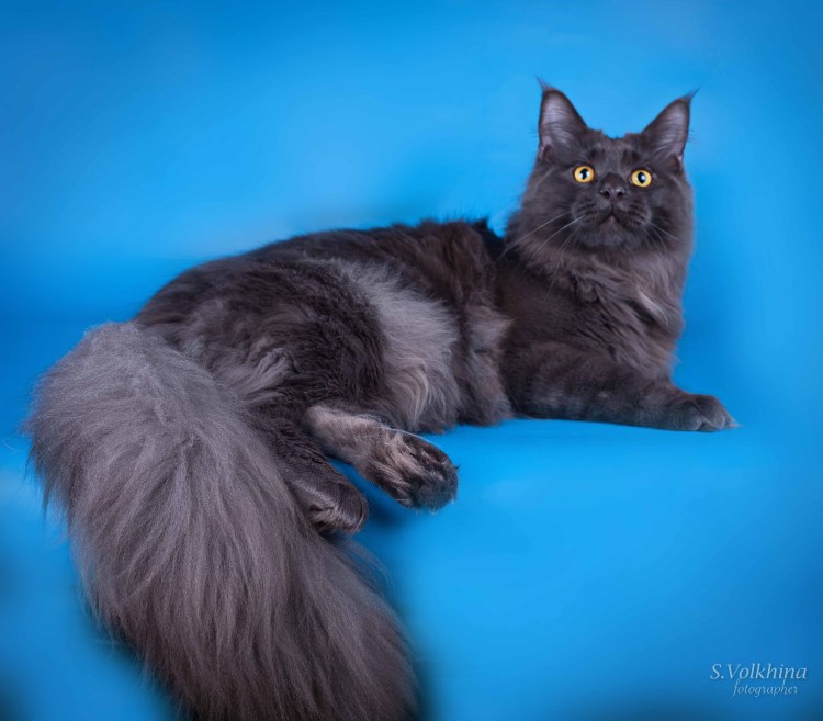 Мейн кун дымчатый черный котенок