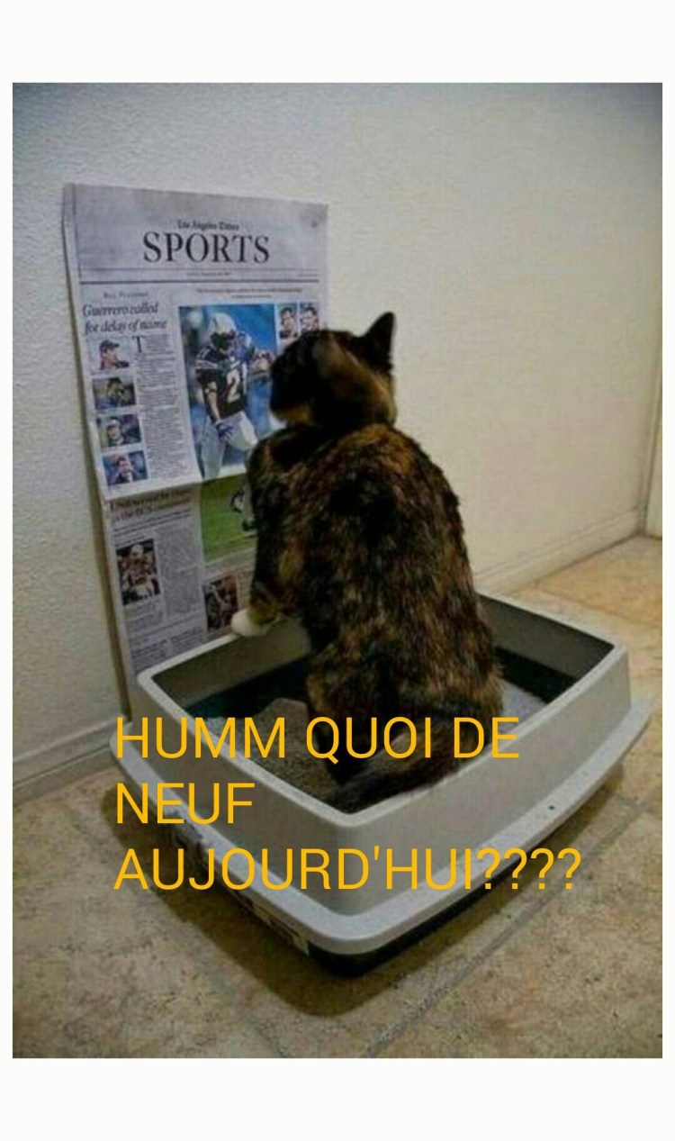 Кошачий туалет прикол