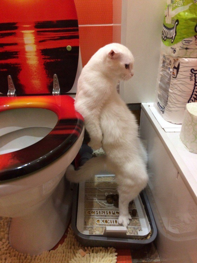 Коты в туалете