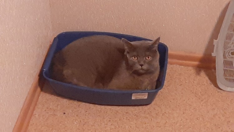 Котенок в лотке Мем