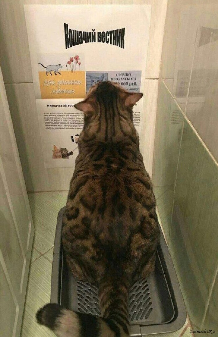 Смешной кошачий лоток