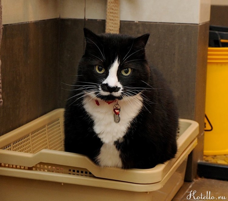 Шерстяной ублюдок