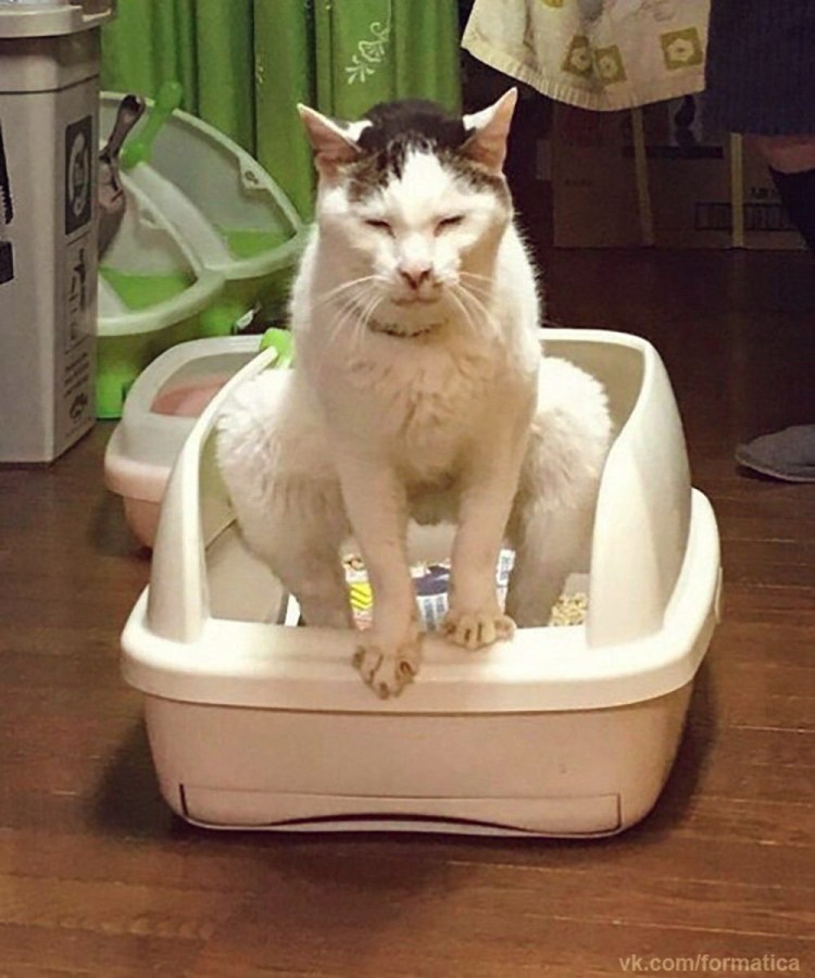 Смешной кошачий лоток