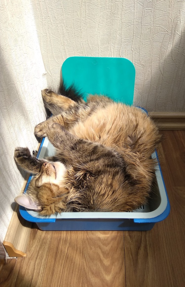 Переполненный кошачий лоток