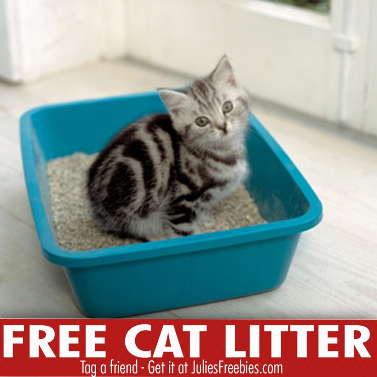 Кот в туалете