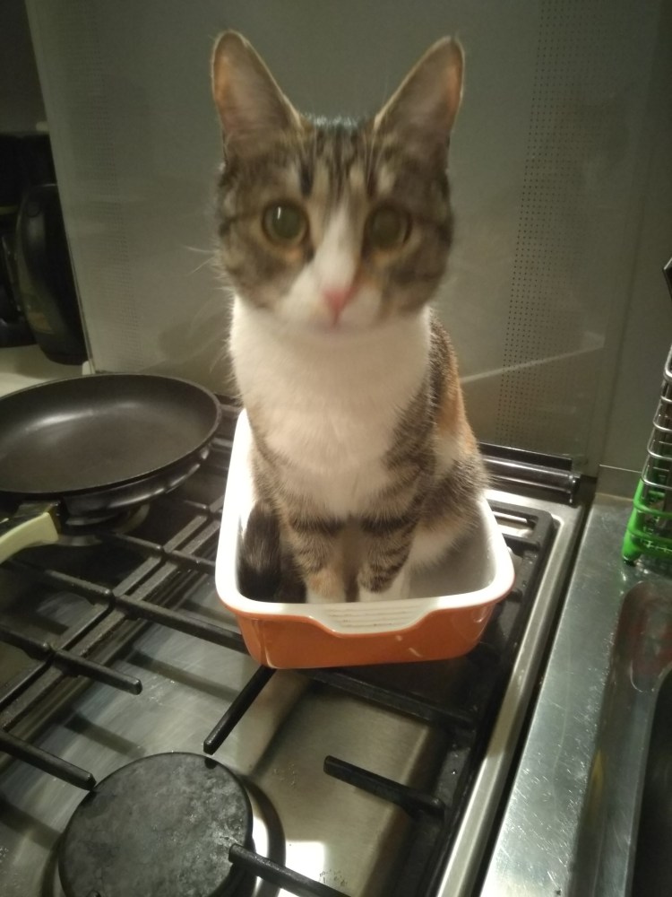 Кот ждет стирку