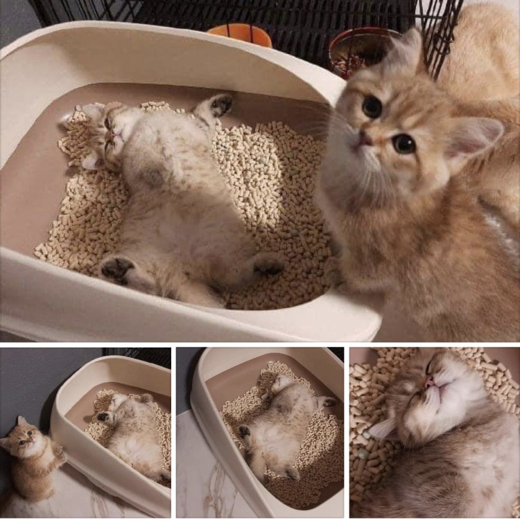 Кошачий лоток прикол