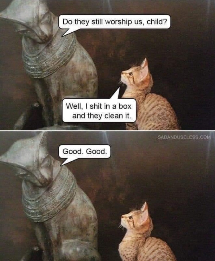 Кот в ящике