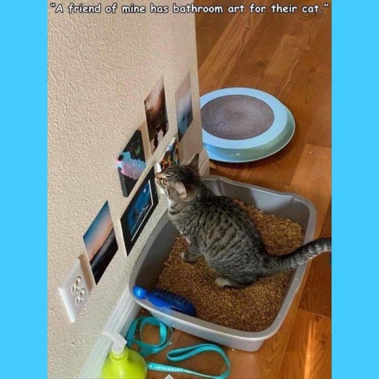 Если бы я был котом