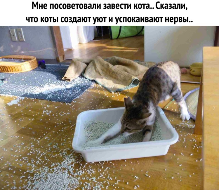 Кот в коробке для дебилов