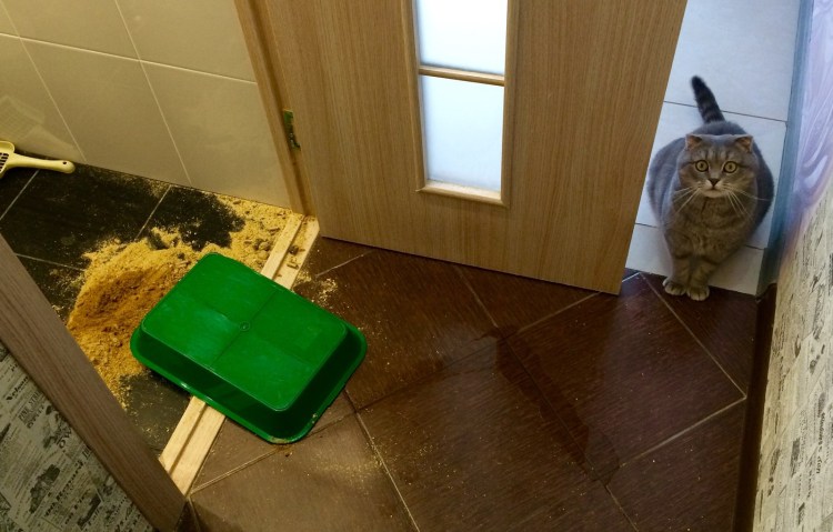 Кот перевернул лоток