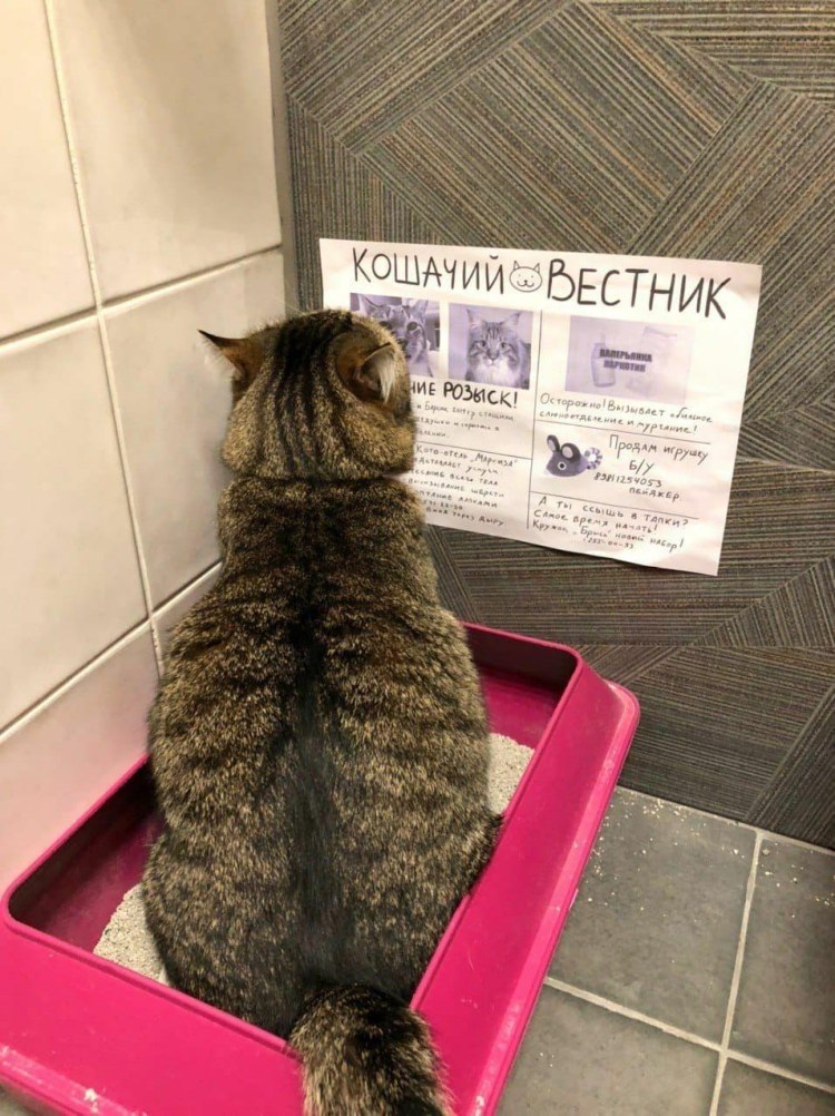 Кошачий Вестник прикол