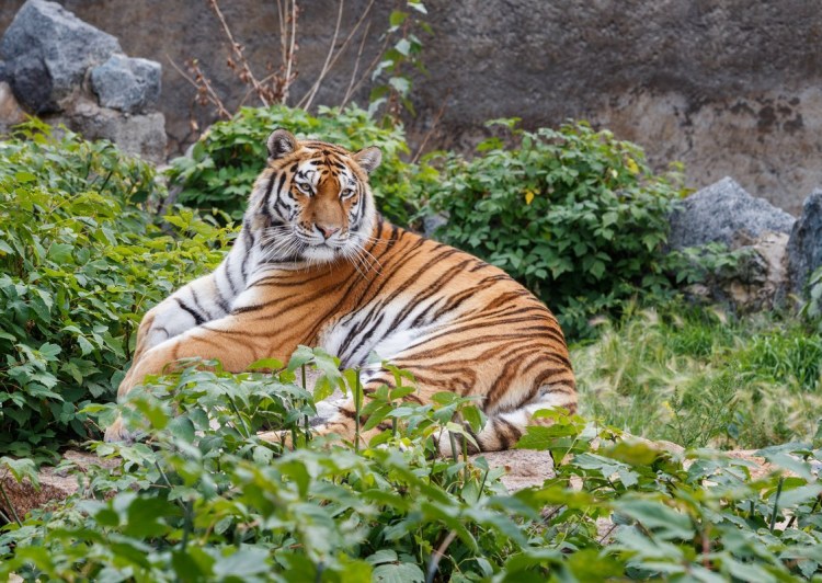 Толстый Амурский тигр